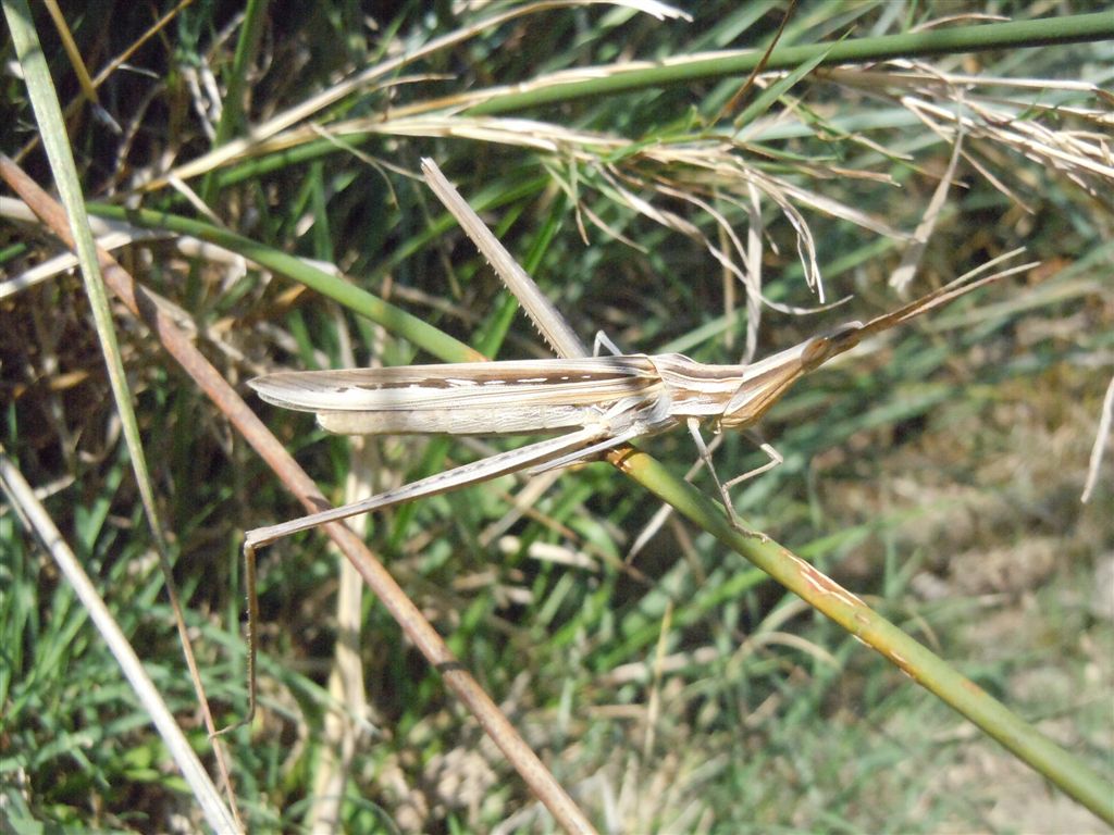 Acrida ungarica mediterranea